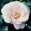 Jenefer Carlyon